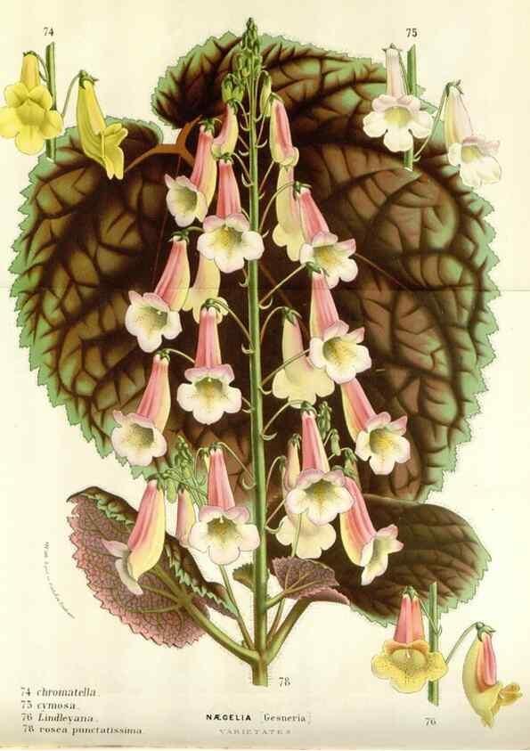 Reproducción/Reproduction 49589198507: Flore des serres et des jardins de l'Europe. A Gand :chez Louis van Houtte, eÌditeur,1845-1880.. 