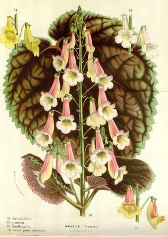 Reproducción/Reproduction 49589198507: Flore des serres et des jardins de l'Europe. A Gand :chez Louis van Houtte, eÌditeur,1845-1880.. 