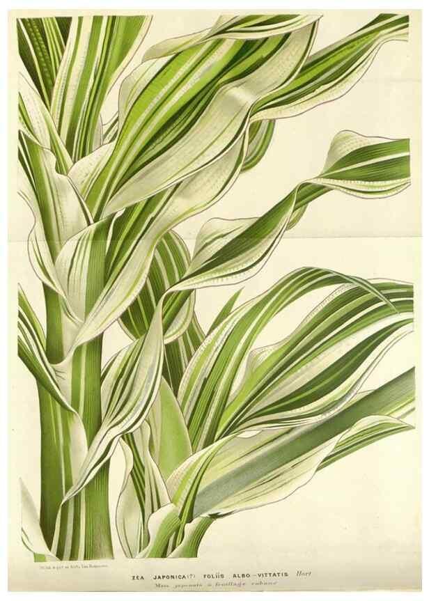 Reproducción/Reproduction 49588956276: Flore des serres et des jardins de l'Europe. A Gand :chez Louis van Houtte, eÌditeur,1845-1880.. 