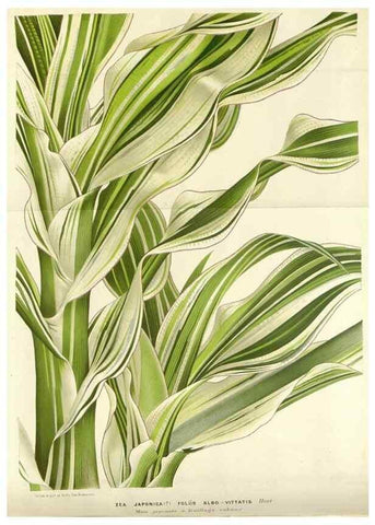 Reproducción/Reproduction 49588956276: Flore des serres et des jardins de l'Europe. A Gand :chez Louis van Houtte, eÌditeur,1845-1880.. 