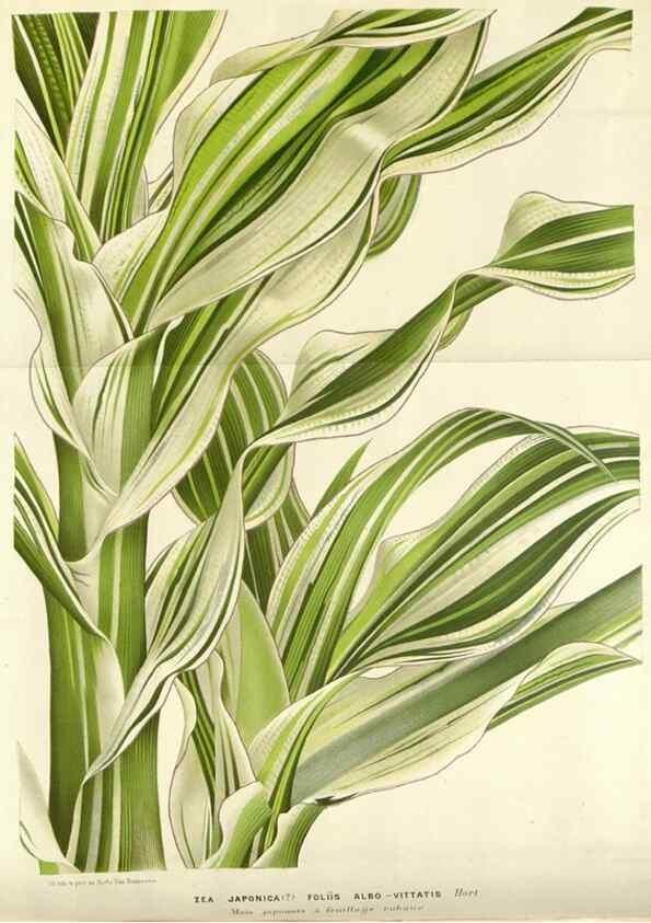 Reproducción/Reproduction 49588956276: Flore des serres et des jardins de l'Europe. A Gand :chez Louis van Houtte, eÌditeur,1845-1880.. 