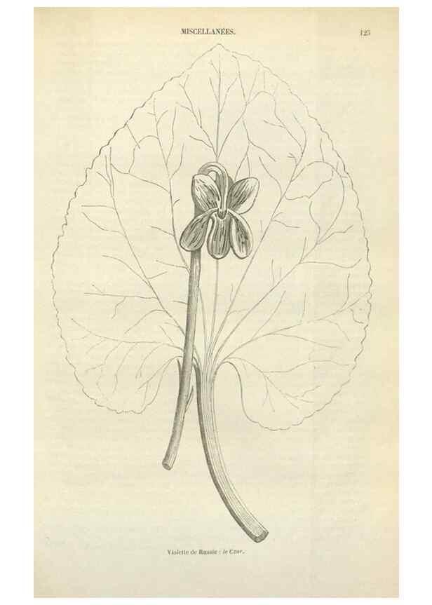 Reproducción/Reproduction 49589198997: Flore des serres et des jardins de l'Europe. A Gand :chez Louis van Houtte, eÌditeur,1845-1880.. 