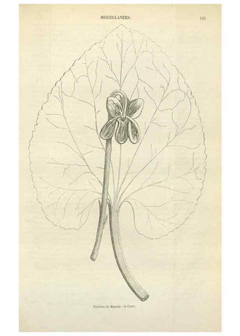 Reproducción/Reproduction 49589198997: Flore des serres et des jardins de l'Europe. A Gand :chez Louis van Houtte, eÌditeur,1845-1880.. 