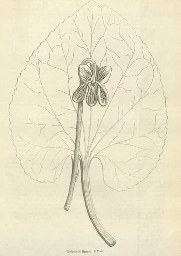 Reproducción/Reproduction 49589198997: Flore des serres et des jardins de l'Europe. A Gand :chez Louis van Houtte, eÌditeur,1845-1880.. 
