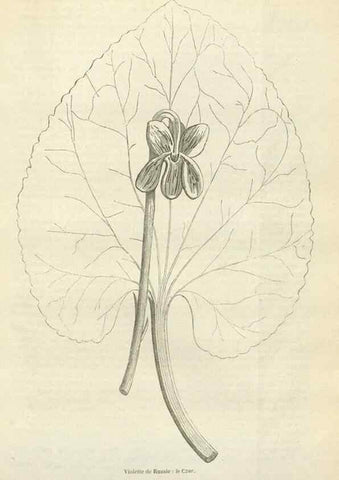 Reproducción/Reproduction 49589198997: Flore des serres et des jardins de l'Europe. A Gand :chez Louis van Houtte, eÌditeur,1845-1880.. 