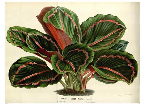 Reproducción/Reproduction 49588956721: Flore des serres et des jardins de l'Europe. A Gand :chez Louis van Houtte, eÌditeur,1845-1880.. 
