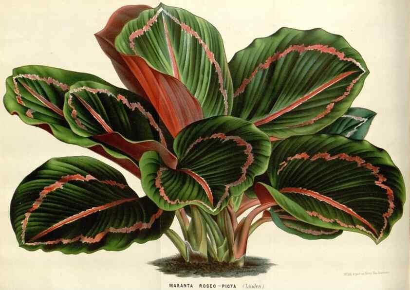 Reproducción/Reproduction 49588956721: Flore des serres et des jardins de l'Europe. A Gand :chez Louis van Houtte, eÌditeur,1845-1880.. 