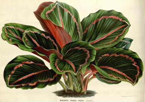 Reproducción/Reproduction 49588956721: Flore des serres et des jardins de l'Europe. A Gand :chez Louis van Houtte, eÌditeur,1845-1880.. 