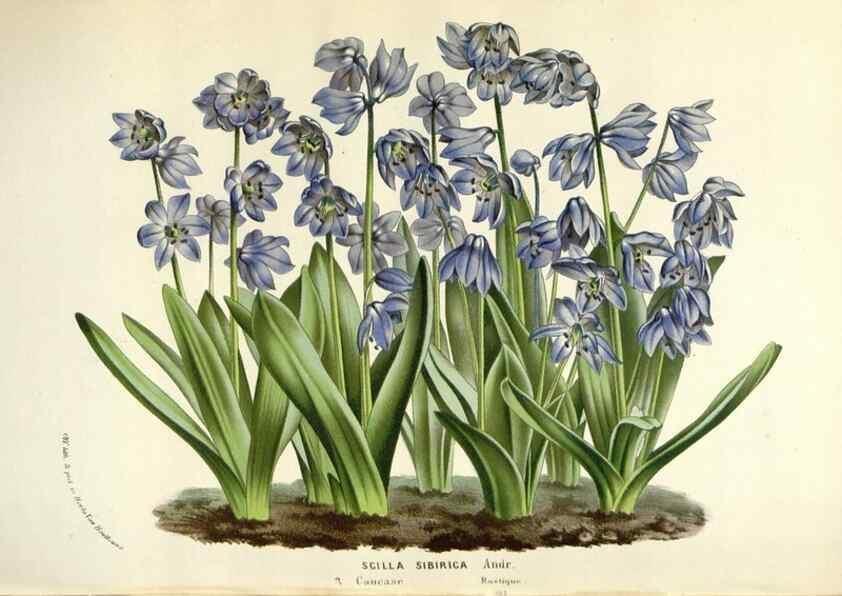 Reproducción/Reproduction 49588467068: Flore des serres et des jardins de l'Europe. A Gand :chez Louis van Houtte, eÌditeur,1845-1880.. 