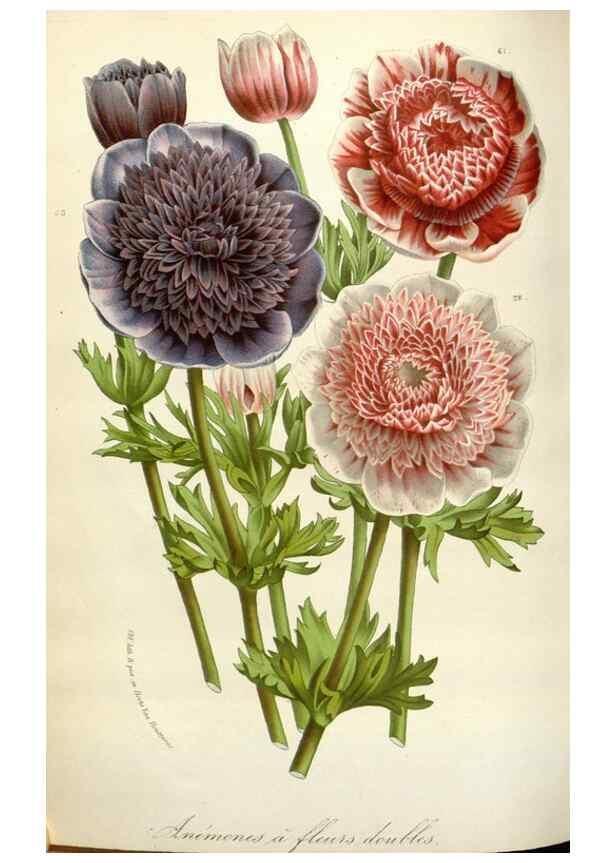 Reproducción/Reproduction 49589200122: Flore des serres et des jardins de l'Europe. A Gand :chez Louis van Houtte, eÌditeur,1845-1880.. 
