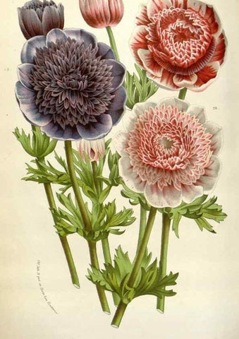 Reproducción/Reproduction 49589200122: Flore des serres et des jardins de l'Europe. A Gand :chez Louis van Houtte, eÌditeur,1845-1880.. 