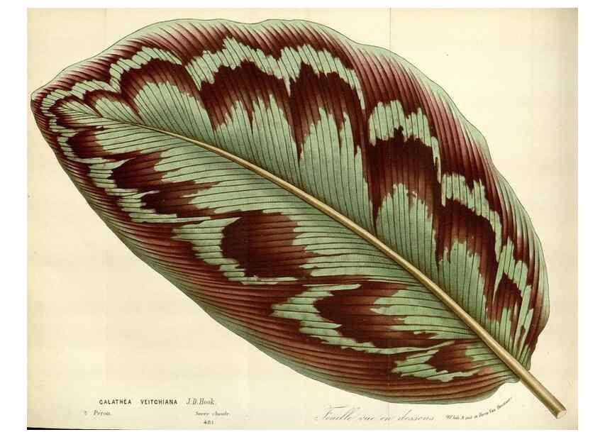 Reproducción/Reproduction 49588463098: Flore des serres et des jardins de l'Europe. A Gand :chez Louis van Houtte, eÌditeur,1845-1880.. 