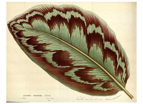 Reproducción/Reproduction 49588463098: Flore des serres et des jardins de l'Europe. A Gand :chez Louis van Houtte, eÌditeur,1845-1880.. 
