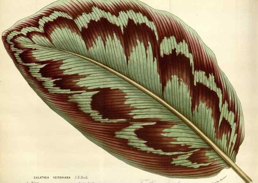 Reproducción/Reproduction 49588463098: Flore des serres et des jardins de l'Europe. A Gand :chez Louis van Houtte, eÌditeur,1845-1880.. 