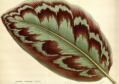 Reproducción/Reproduction 49588463098: Flore des serres et des jardins de l'Europe. A Gand :chez Louis van Houtte, eÌditeur,1845-1880.. 