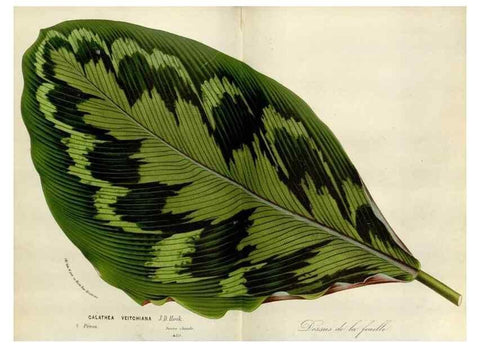 Reproducción/Reproduction 49588462903: Flore des serres et des jardins de l'Europe. A Gand :chez Louis van Houtte, eÌditeur,1845-1880.. 