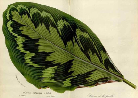 Reproducción/Reproduction 49588462903: Flore des serres et des jardins de l'Europe. A Gand :chez Louis van Houtte, eÌditeur,1845-1880.. 