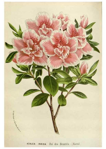 Reproducción/Reproduction 49589195122: Flore des serres et des jardins de l'Europe. A Gand :chez Louis van Houtte, eÌditeur,1845-1880.. 