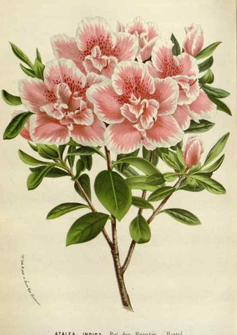 Reproducción/Reproduction 49589195122: Flore des serres et des jardins de l'Europe. A Gand :chez Louis van Houtte, eÌditeur,1845-1880.. 
