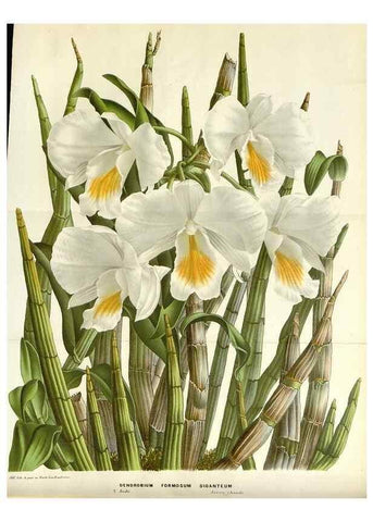 Reproducción/Reproduction 49588947326: Flore des serres et des jardins de l'Europe. A Gand :chez Louis van Houtte, eÌditeur,1845-1880.. 
