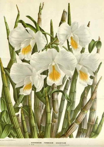 Reproducción/Reproduction 49588947326: Flore des serres et des jardins de l'Europe. A Gand :chez Louis van Houtte, eÌditeur,1845-1880.. 