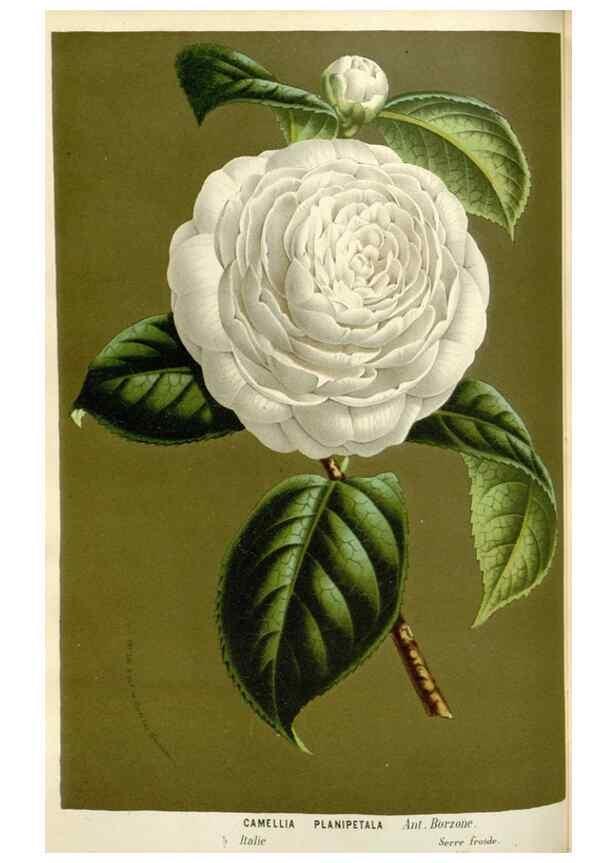 Reproducción/Reproduction 49588947716: Flore des serres et des jardins de l'Europe. A Gand :chez Louis van Houtte, eÌditeur,1845-1880.. 
