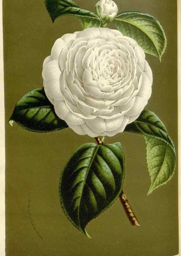 Reproducción/Reproduction 49588947716: Flore des serres et des jardins de l'Europe. A Gand :chez Louis van Houtte, eÌditeur,1845-1880.. 