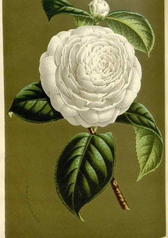 Reproducción/Reproduction 49588947716: Flore des serres et des jardins de l'Europe. A Gand :chez Louis van Houtte, eÌditeur,1845-1880.. 
