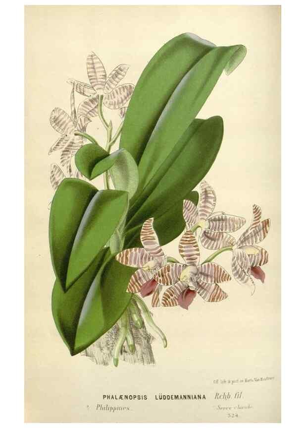 Reproducción/Reproduction 49589190472: Flore des serres et des jardins de l'Europe. A Gand :chez Louis van Houtte, eÌditeur,1845-1880.. 