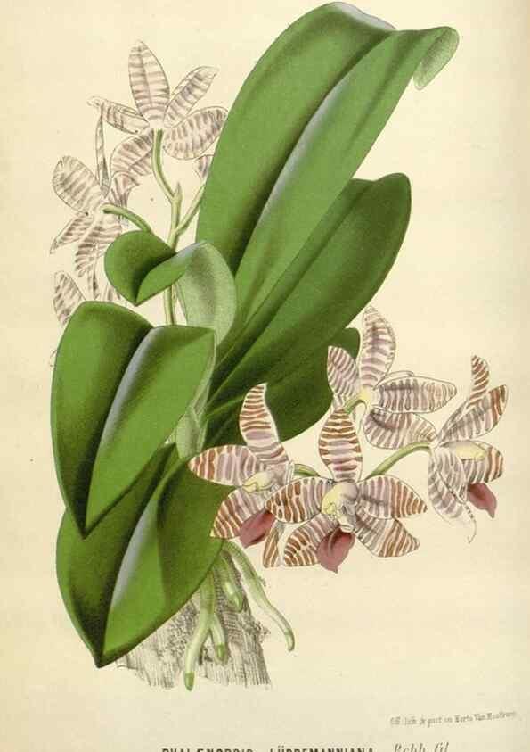 Reproducción/Reproduction 49589190472: Flore des serres et des jardins de l'Europe. A Gand :chez Louis van Houtte, eÌditeur,1845-1880.. 