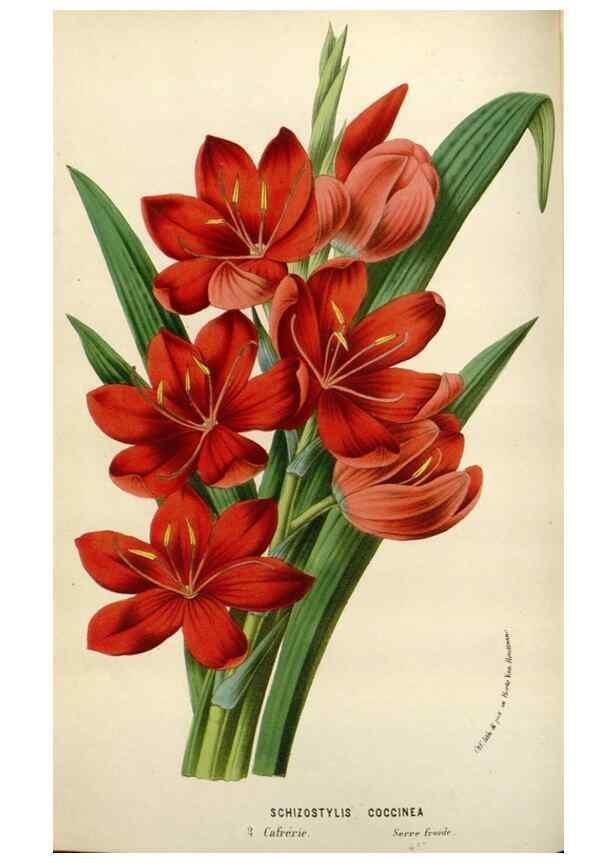 Reproducción/Reproduction 49589190792: Flore des serres et des jardins de l'Europe. A Gand :chez Louis van Houtte, eÌditeur,1845-1880.. 