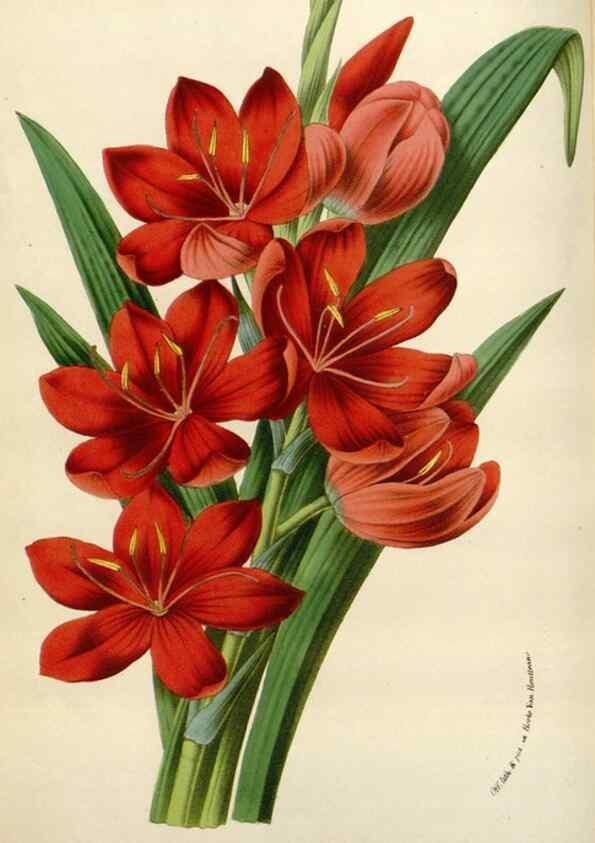 Reproducción/Reproduction 49589190792: Flore des serres et des jardins de l'Europe. A Gand :chez Louis van Houtte, eÌditeur,1845-1880.. 