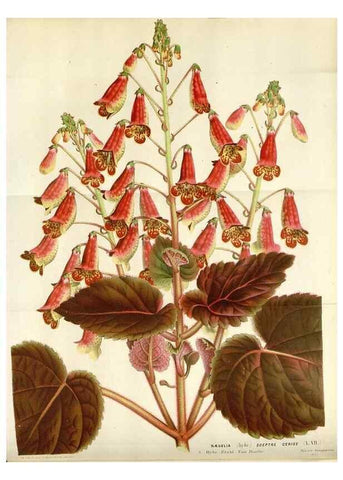 Reproducción/Reproduction 49589191122: Flore des serres et des jardins de l'Europe. A Gand :chez Louis van Houtte, eÌditeur,1845-1880.. 