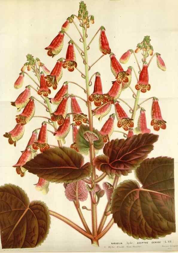 Reproducción/Reproduction 49589191122: Flore des serres et des jardins de l'Europe. A Gand :chez Louis van Houtte, eÌditeur,1845-1880.. 