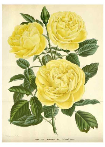 Reproducción/Reproduction 49589191417: Flore des serres et des jardins de l'Europe. A Gand :chez Louis van Houtte, eÌditeur,1845-1880.. 