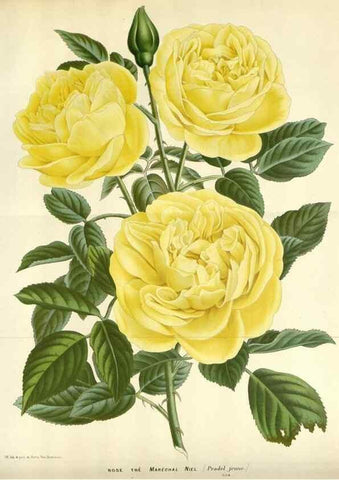 Reproducción/Reproduction 49589191417: Flore des serres et des jardins de l'Europe. A Gand :chez Louis van Houtte, eÌditeur,1845-1880.. 