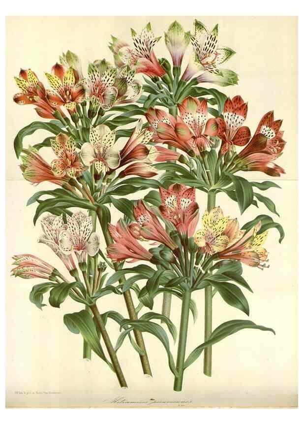 Reproducción/Reproduction 49588459493: Flore des serres et des jardins de l'Europe. A Gand :chez Louis van Houtte, eÌditeur,1845-1880.. 