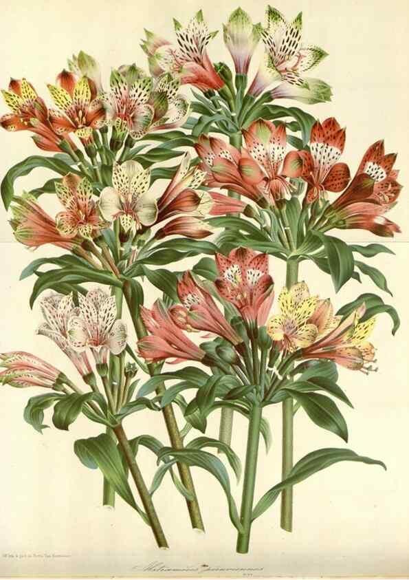 Reproducción/Reproduction 49588459493: Flore des serres et des jardins de l'Europe. A Gand :chez Louis van Houtte, eÌditeur,1845-1880.. 