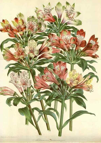 Reproducción/Reproduction 49588459493: Flore des serres et des jardins de l'Europe. A Gand :chez Louis van Houtte, eÌditeur,1845-1880.. 