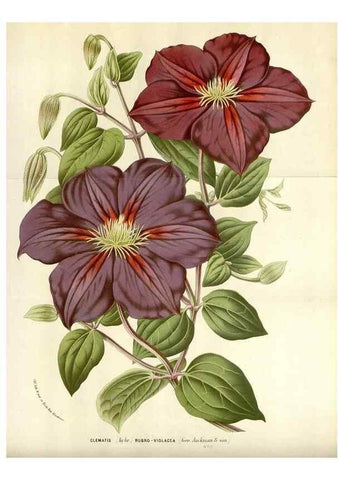 Reproducción/Reproduction 49588456923: Flore des serres et des jardins de l'Europe. A Gand :chez Louis van Houtte, eÌditeur,1845-1880.. 