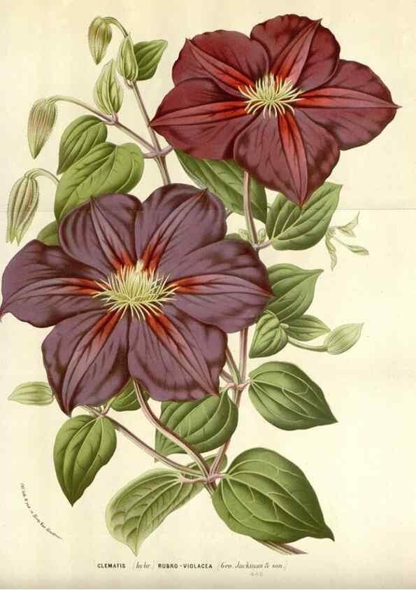 Reproducción/Reproduction 49588456923: Flore des serres et des jardins de l'Europe. A Gand :chez Louis van Houtte, eÌditeur,1845-1880.. 