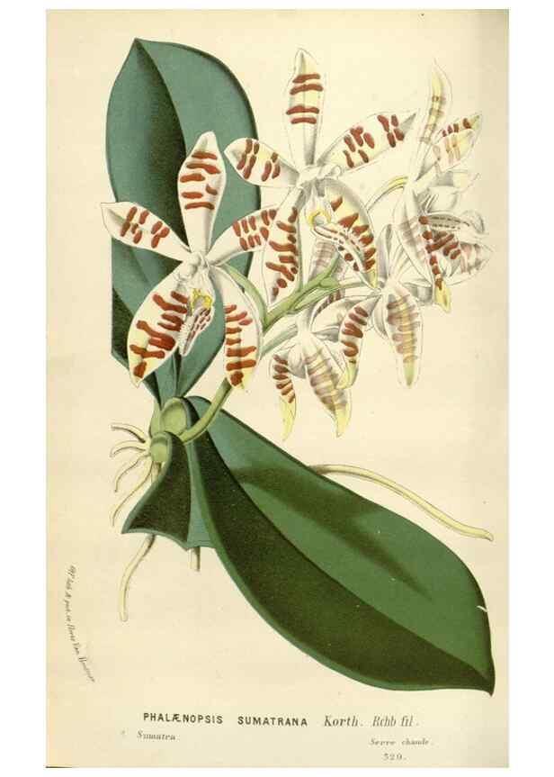 Reproducción/Reproduction 49589192052: Flore des serres et des jardins de l'Europe. A Gand :chez Louis van Houtte, eÌditeur,1845-1880.. 