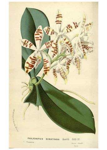 Reproducción/Reproduction 49589192052: Flore des serres et des jardins de l'Europe. A Gand :chez Louis van Houtte, eÌditeur,1845-1880.. 