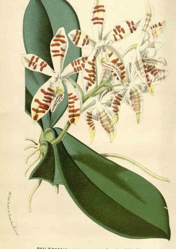 Reproducción/Reproduction 49589192052: Flore des serres et des jardins de l'Europe. A Gand :chez Louis van Houtte, eÌditeur,1845-1880.. 