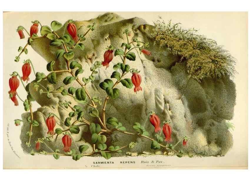 Reproducción/Reproduction 49589192732: Flore des serres et des jardins de l'Europe. A Gand :chez Louis van Houtte, eÌditeur,1845-1880.. 