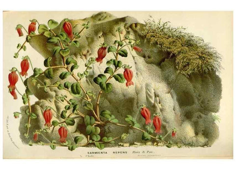 Reproducción/Reproduction 49589192732: Flore des serres et des jardins de l'Europe. A Gand :chez Louis van Houtte, eÌditeur,1845-1880.. 