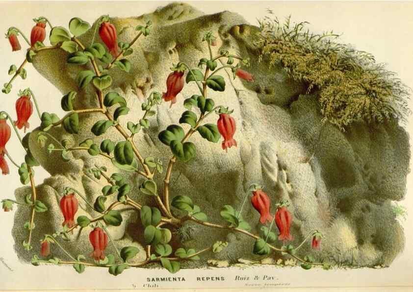 Reproducción/Reproduction 49589192732: Flore des serres et des jardins de l'Europe. A Gand :chez Louis van Houtte, eÌditeur,1845-1880.. 