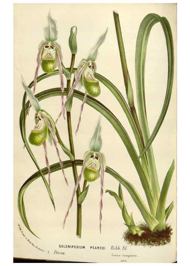 Reproducción/Reproduction 49589193187: Flore des serres et des jardins de l'Europe. A Gand :chez Louis van Houtte, eÌditeur,1845-1880.. 