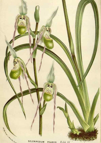 Reproducción/Reproduction 49589193187: Flore des serres et des jardins de l'Europe. A Gand :chez Louis van Houtte, eÌditeur,1845-1880.. 