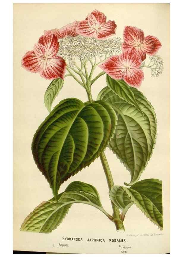 Reproducción/Reproduction 49588951116: Flore des serres et des jardins de l'Europe. A Gand :chez Louis van Houtte, eÌditeur,1845-1880.. 